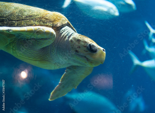 Fototapeta Naklejka Na Ścianę i Meble -  Swimming Turtle in Aquarium