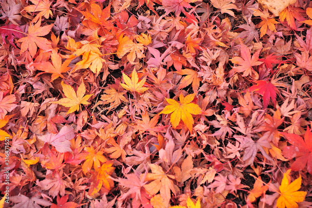 Close Up Colorful Maple Leaves Carpet Background in Autumn Close Up Colorful Maple Leaves Carpet Background in Autumn