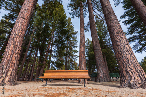 Wide angle landscape of bench surrounded by large pine trees at Incline Village, Nevada