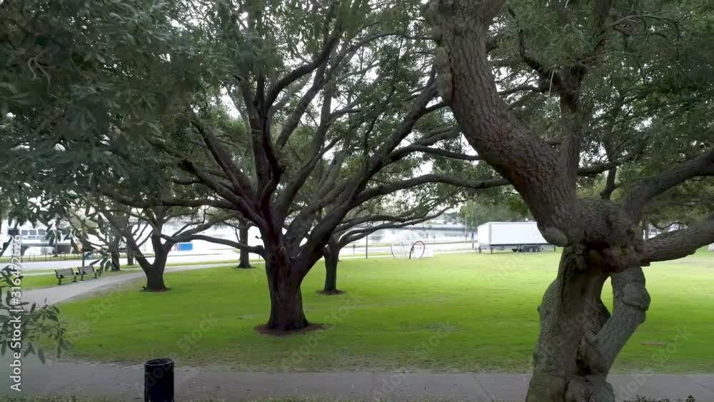 4K Aerial Video of Oak Tree with Burls in Waterfront Park 4K Aerial Video of Oak Tree with Burls in Waterfront Park