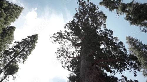 Trees at Wawona pan from left to right at Yosemite National Park photo
