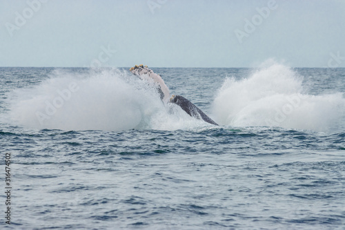 whale tail breach