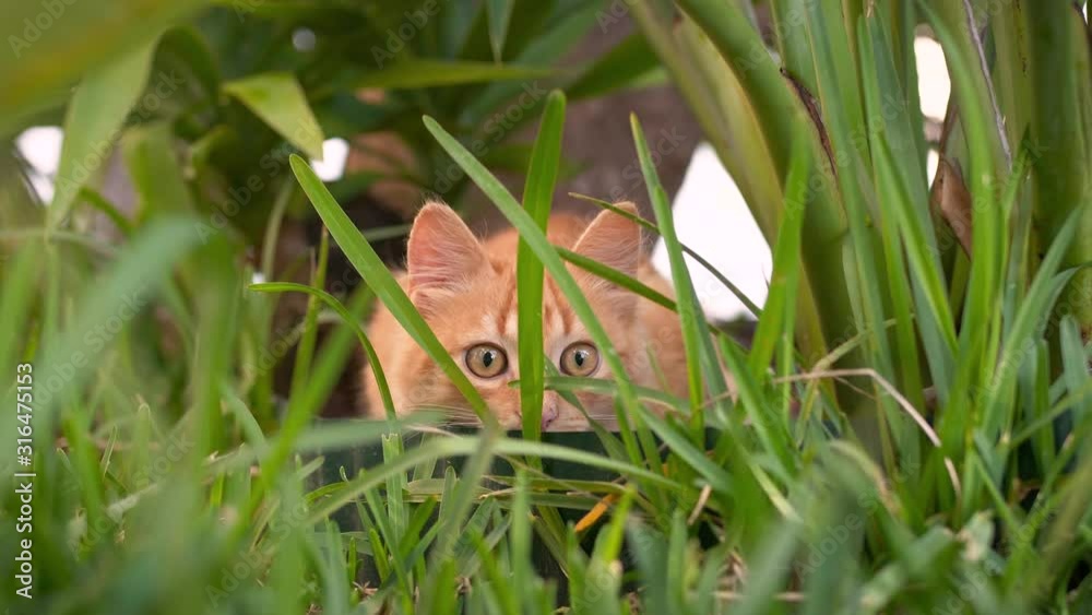 Yellow Cat Hiding In The Garden. UHD in Slow Motion. Yellow Cat Hiding In The Garden. UHD in Slow Motion.