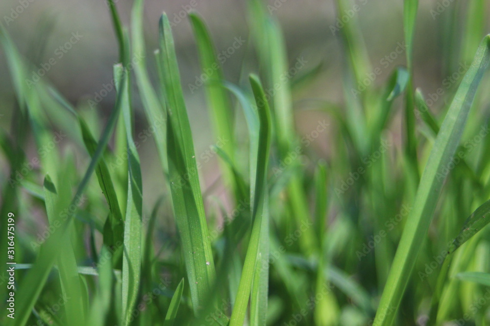 Close up of green grass