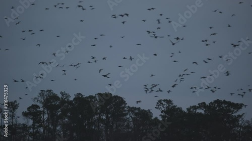 Migratory ducks and waterfowl take flight in the Pocosin Lakes Wildlife Refuge in Eastern North Carolina photo