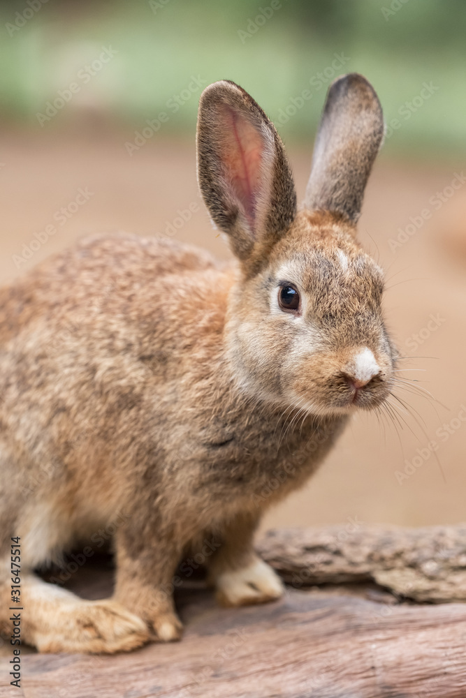 Cute bunny rabbit outdoor portrait Cute bunny rabbit outdoor portrait
