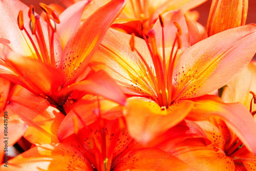 orange flowers in sunlight changing in different shades of colors orange flowers in sunlight changing in different shades of colors