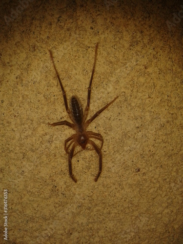 Araña del desierto photo