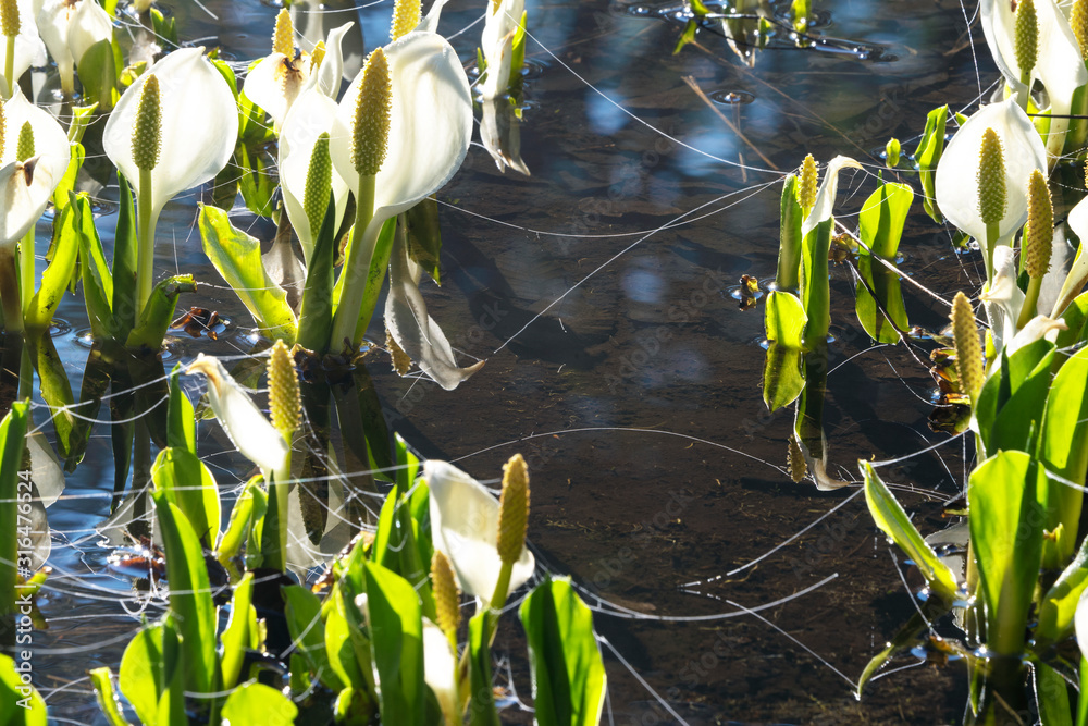 野々海高原の水芭蕉stock Photo Adobe Stock