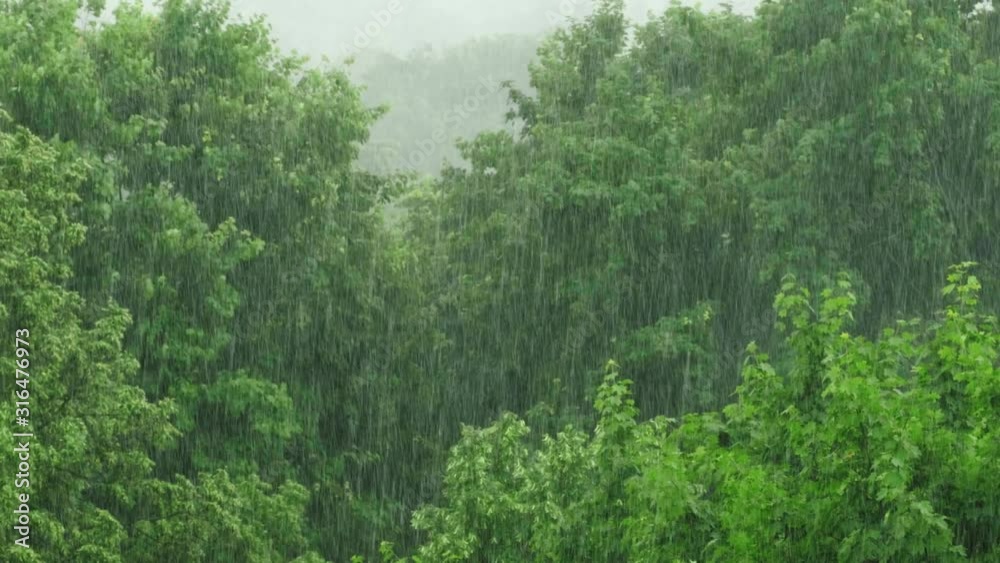 Heavy rain shower and strong wind above the trees