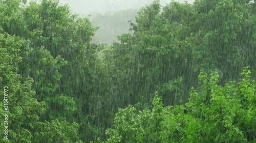 Heavy rain shower and strong wind above the trees photo