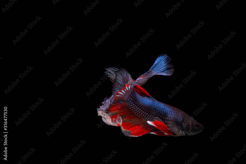 Fototapeta premium The Moving Moment of Red Blue Metallic Half Sun Betta Splendens or Siamese Fighting Fish on Black Background
