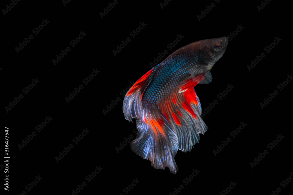 Fototapeta premium The Moving Moment of Red Blue Metallic Half Sun Betta Splendens or Siamese Fighting Fish on Black Background