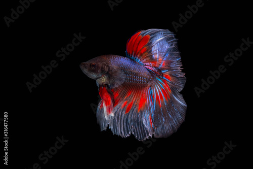 The Moving Moment of Red Blue Metallic Half Sun Betta Splendens or Siamese Fighting Fish on Black Background