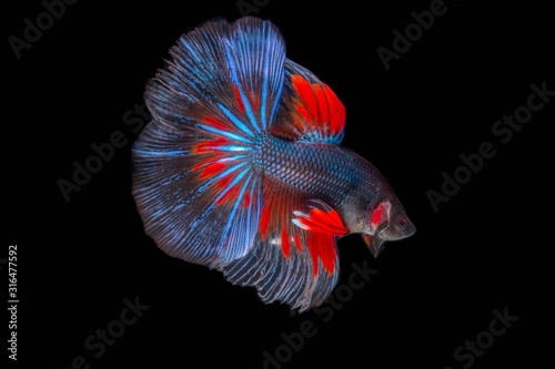The Moving Moment of Red Blue Metallic Half Sun Betta Splendens or Siamese Fighting Fish on Black Background