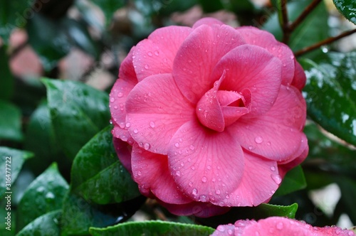 Pink Camilia flower bloom with rain drops photo