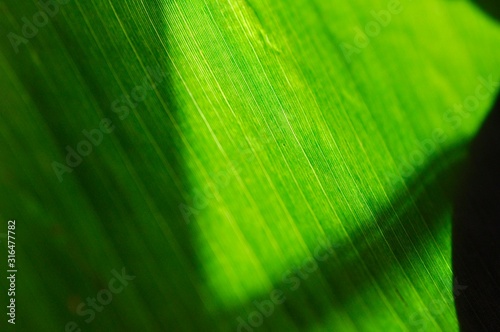 Sunlight through green plant leaf