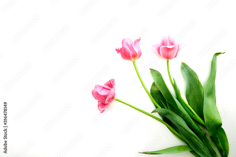 Pink Tulips Flowers on White Background Pink Tulips Flowers on White Background