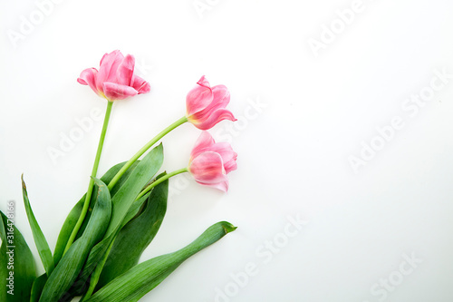 Fototapeta Naklejka Na Ścianę i Meble -  Pink Tulips Flowers on White Background