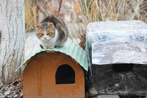 cat on the roof of a cat house on the street