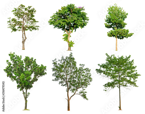 Tree collection isolated on white background for use in architectural design or more.