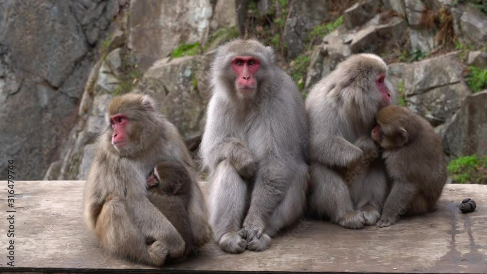 Nagano, Japan - A Heartwarming Scenery Of The Parents Japanese Macaque And Their Young Hugging Tightly Showing Love And Care - Close-Up Shot Nagano, Japan - A Heartwarming Scenery Of The Parents Japanese Macaque And Their Young Hugging Tightly Showing Love And Care - Close-Up Shot