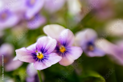 White / purple / yellow Pansies