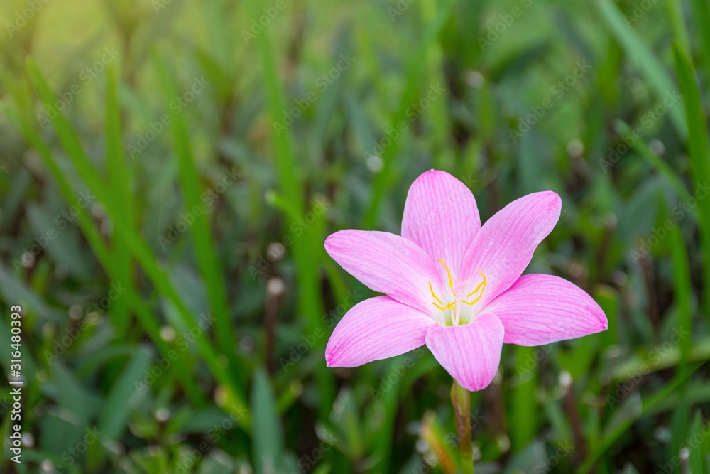 Beautiful pink rain lily close up on blurry green leaves. Beautiful pink rain lily close up on blurry green leaves.