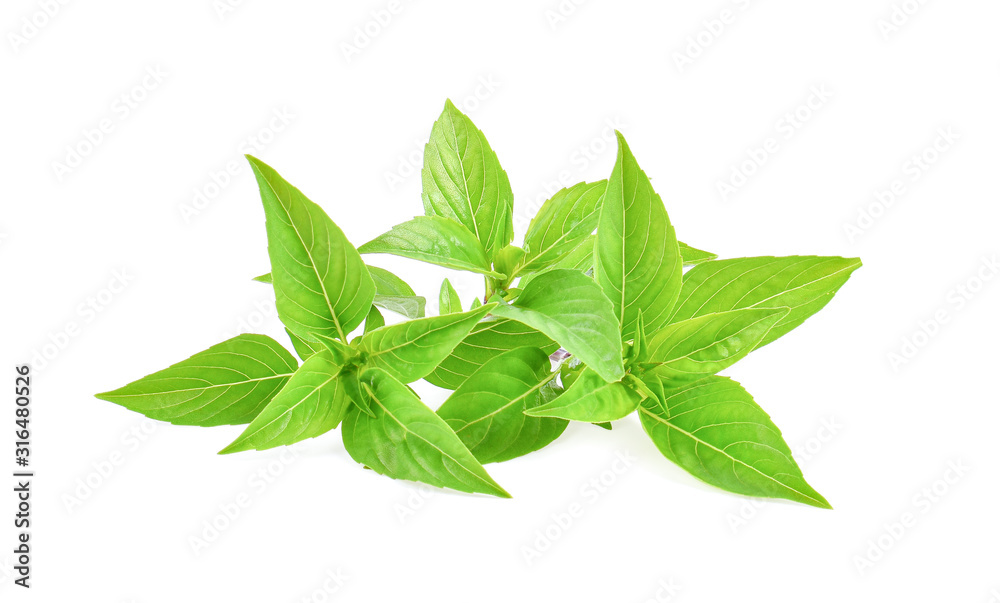 Fresh basil leaf isolated on white background. Fresh basil leaf isolated on white background.