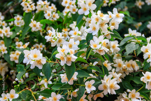 White jasmine flowers on a bush in garden