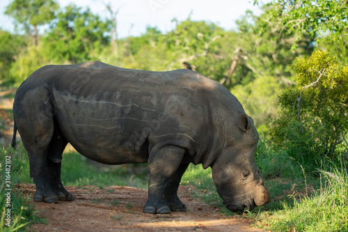A partially dehorned rhino