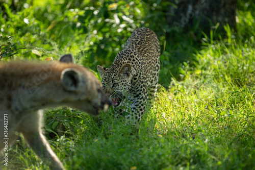 A leopard cub squaring off with a young hyaena photo
