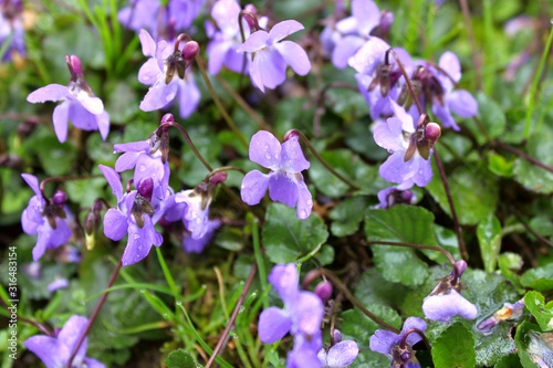 Flowers of field violets after rain (Viola odorata) 