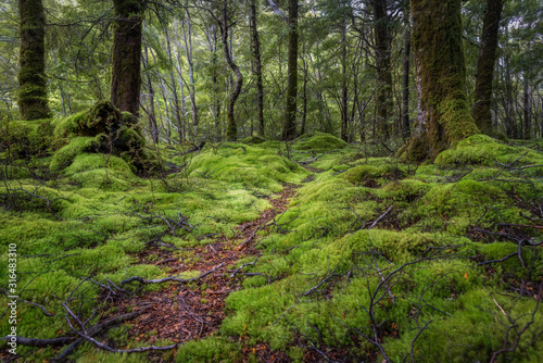 Kepler track through lush  green moss and forest in New Zealand