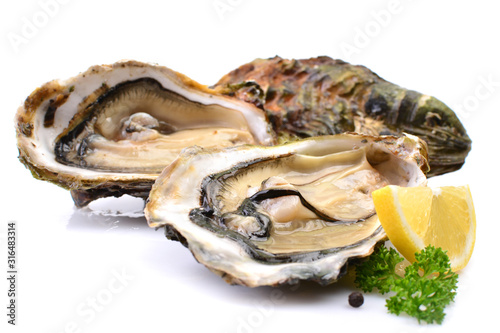 Oysters on a white background with lemo