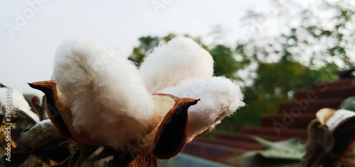 cotton on a background of sky  © Mukesh