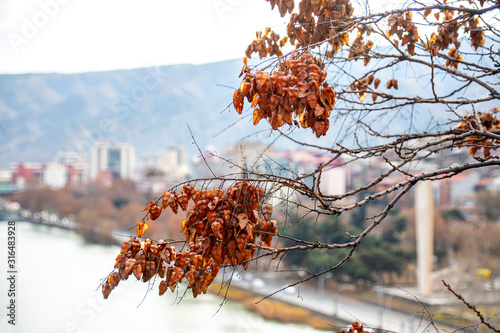 Tree branches with autumn seeds on the background of the Kura River.
