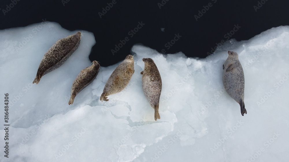 Seals (spotted seal, largha seal, Phoca largha) laying on the edge of ice in sunny winter day. Aerial drone image of cute sea mammals. Wild spotted seals in nature.