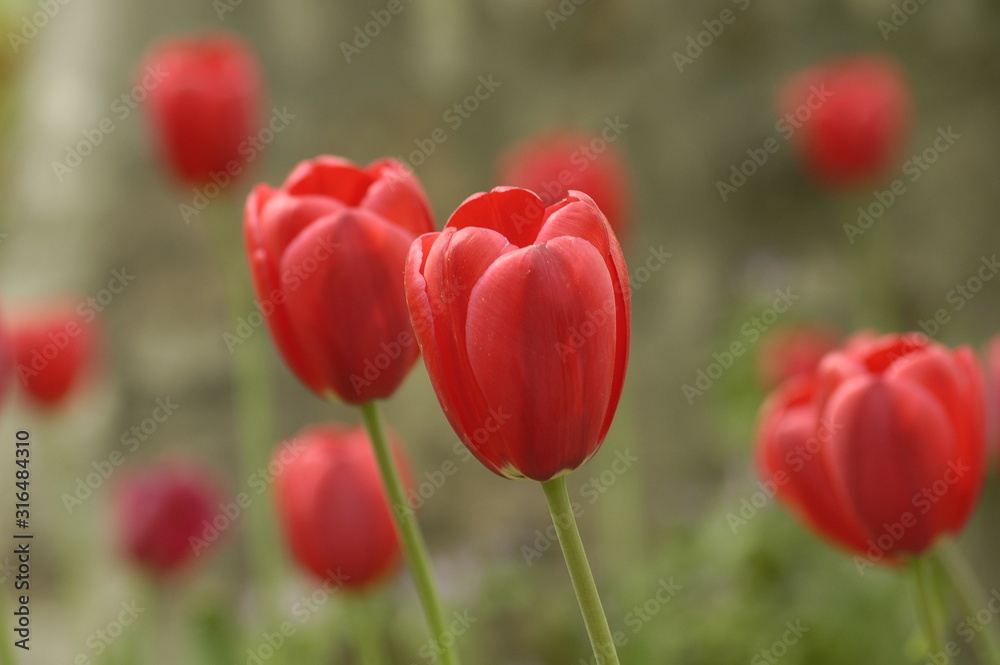 Obraz premium red tulip