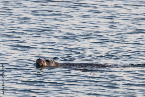 Seal (spotted seal, largha seal, Phoca largha) swimming in sea water in sunny day. Portrait of cute sea mammal. Wild spotted seal closeup. © Nick Kashenko