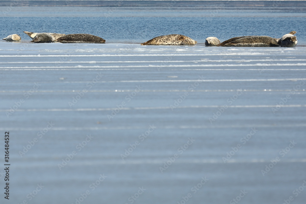 Fototapeta premium Seals (spotted seal, largha seal, Phoca largha) laying on sea ice floe in winter sunny day. Wild spotted seals sanctuary.