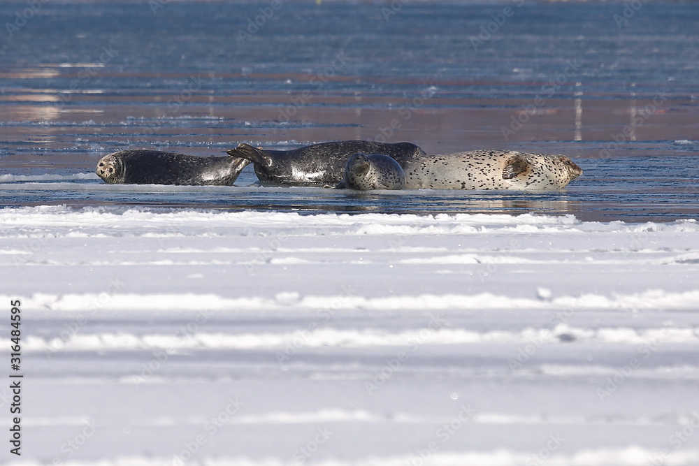 Fototapeta premium Seals (spotted seal, largha seal, Phoca largha) laying on sea ice floe in winter sunny day. Wild spotted seals sanctuary. 