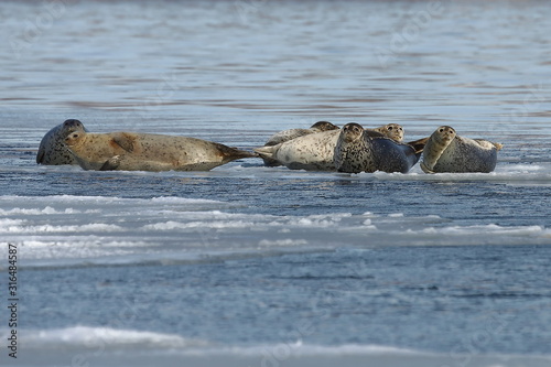 Seals (spotted seal, largha seal, Phoca largha) laying on sea ice floe in winter sunny day. Wild spotted seals in natural habitat. 