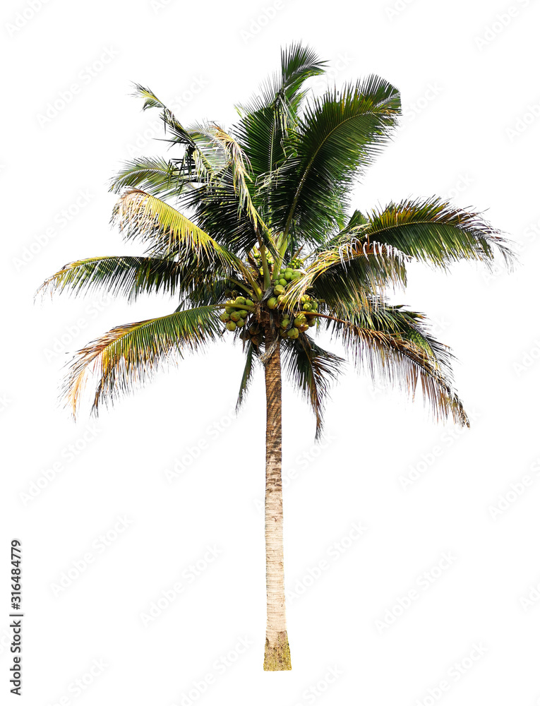 Obraz premium Coconut palm trees isolated on white background.