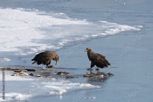 Eagles sitting on sea ice floe and eating fish. White-tailed eagles (Haliaeetus albicilla) hunting in natural habitat. Birds of prey in winter.