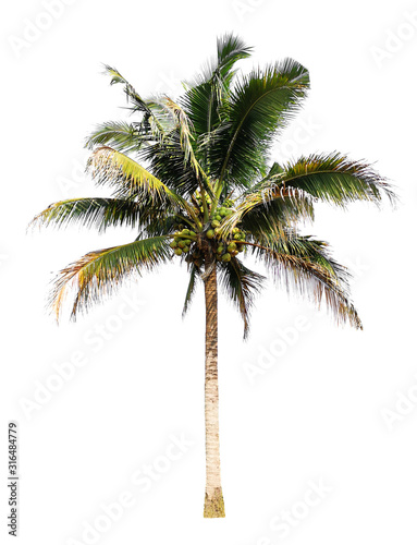 Coconut palm trees isolated on white background.
