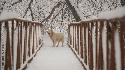 White dogs breed Golden Retriever and Dachshund run on the bridge in the woods. Winter, falling fluffy snow. Day, they play and look like white wolves.