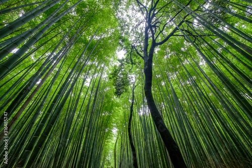 嵯峨野の竹林