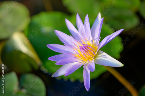 Purple lotus flower blooming, water lily flower blossom.
