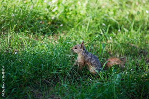 squirrel © ceylan_m